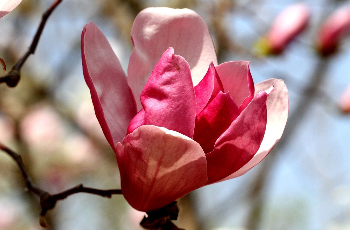 一个中午拍了三种色彩的玉兰