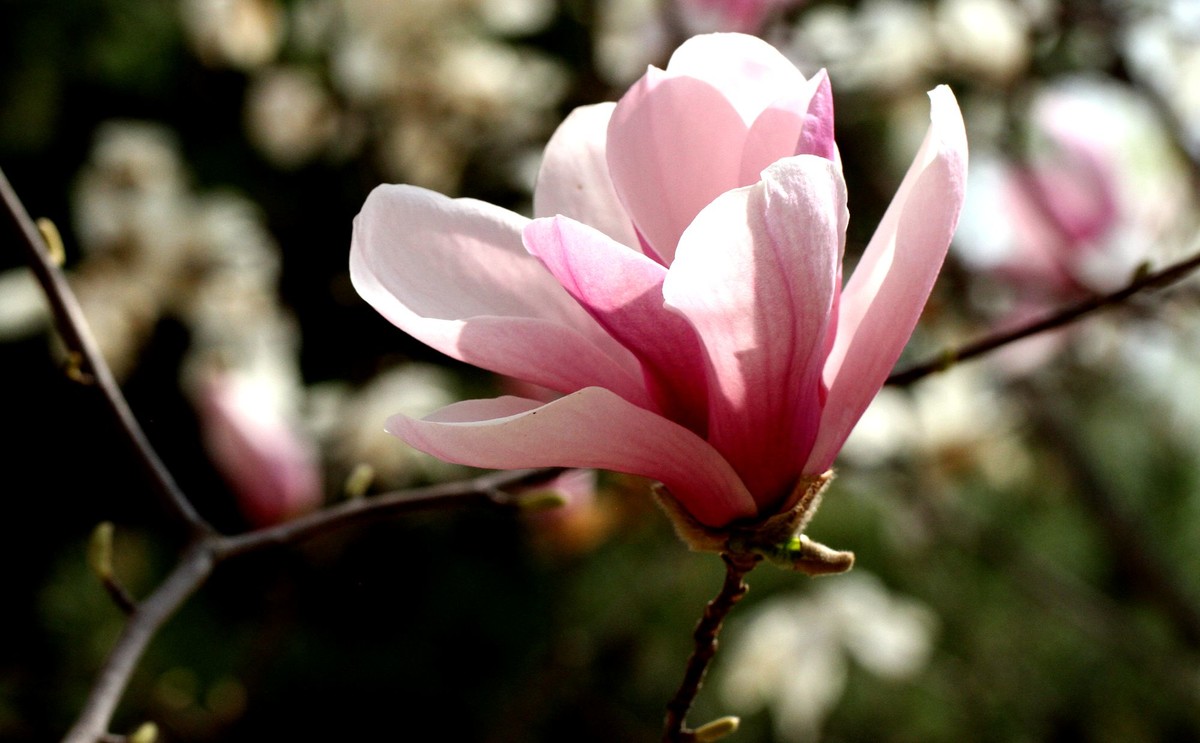 一个中午拍了三种色彩的玉兰