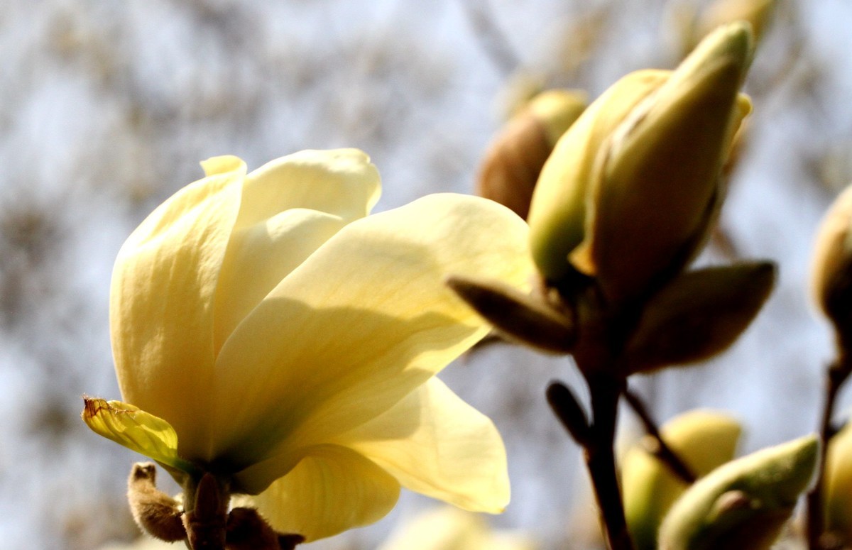 一个中午拍了三种色彩的玉兰