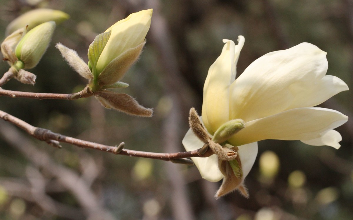 一个中午拍了三种色彩的玉兰