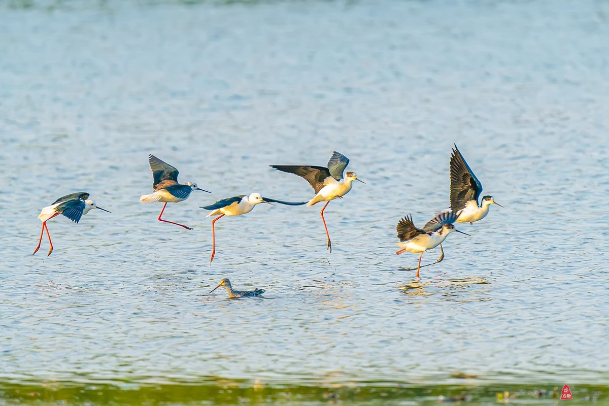 黑翅长脚鹬（红腿娘子）来到了太湖新家园