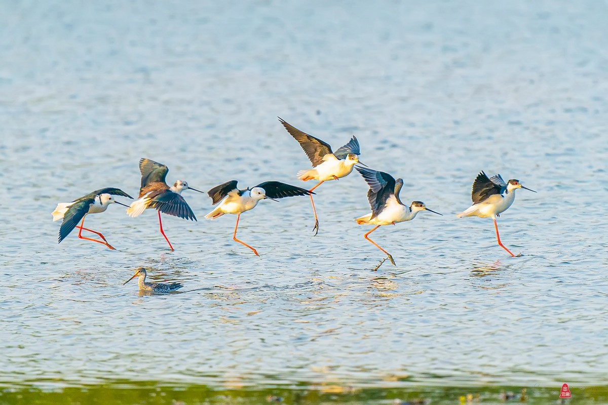 黑翅长脚鹬（红腿娘子）来到了太湖新家园