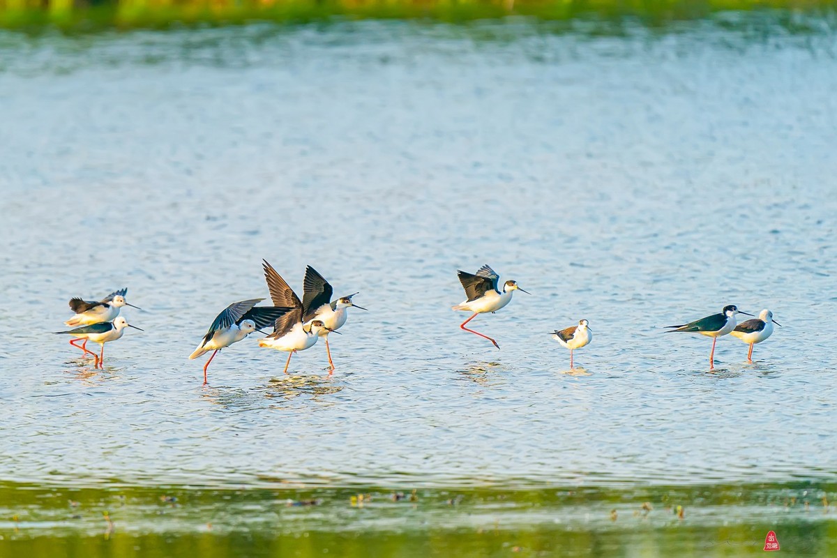黑翅长脚鹬（红腿娘子）来到了太湖新家园