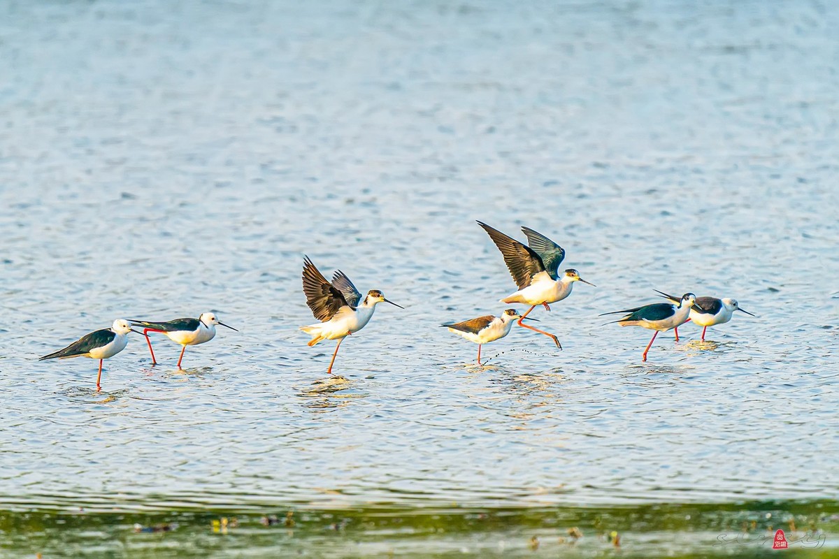 黑翅长脚鹬（红腿娘子）来到了太湖新家园
