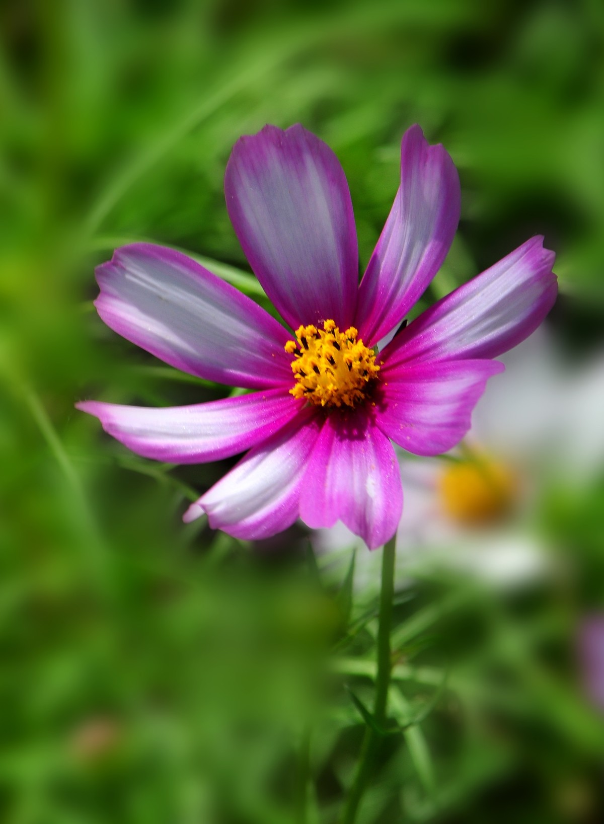 格桑花