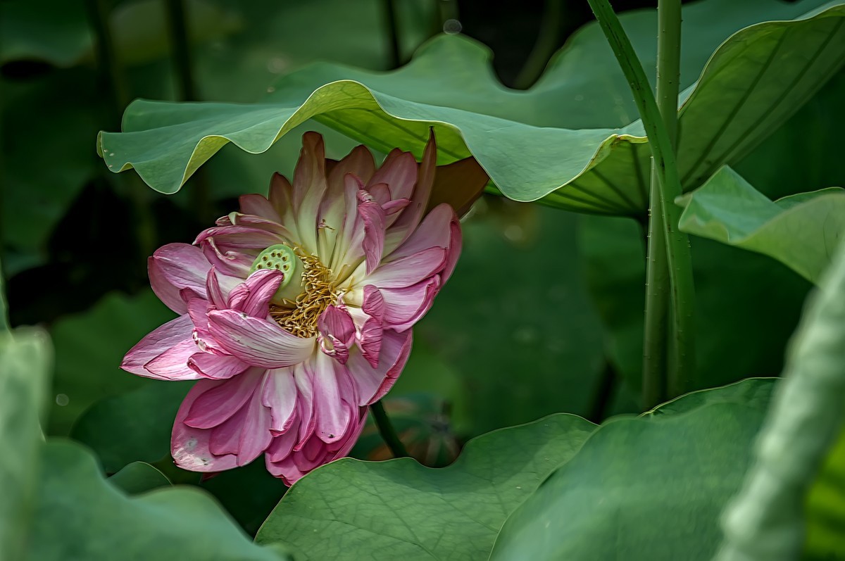 诗配画：赠荷花  李商隐 〔唐代〕