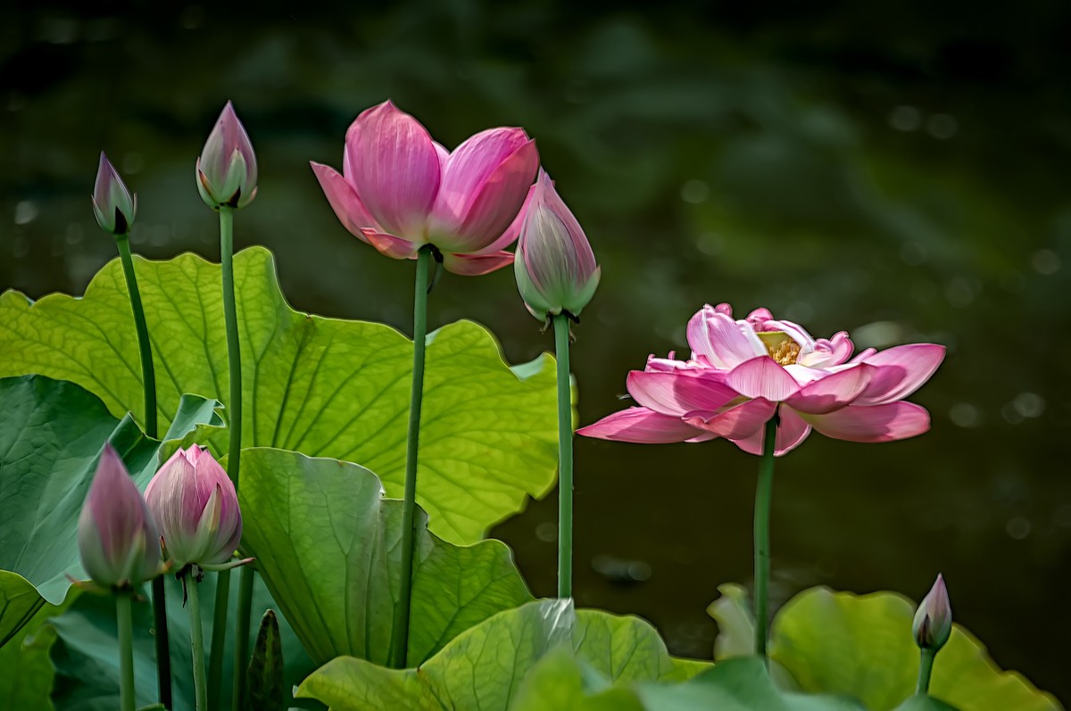 诗配画：赠荷花  李商隐 〔唐代〕