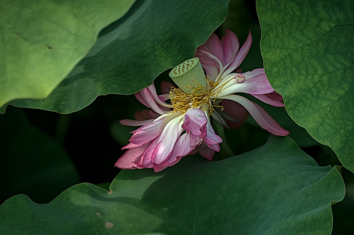 诗配画：赠荷花  李商隐 〔唐代〕