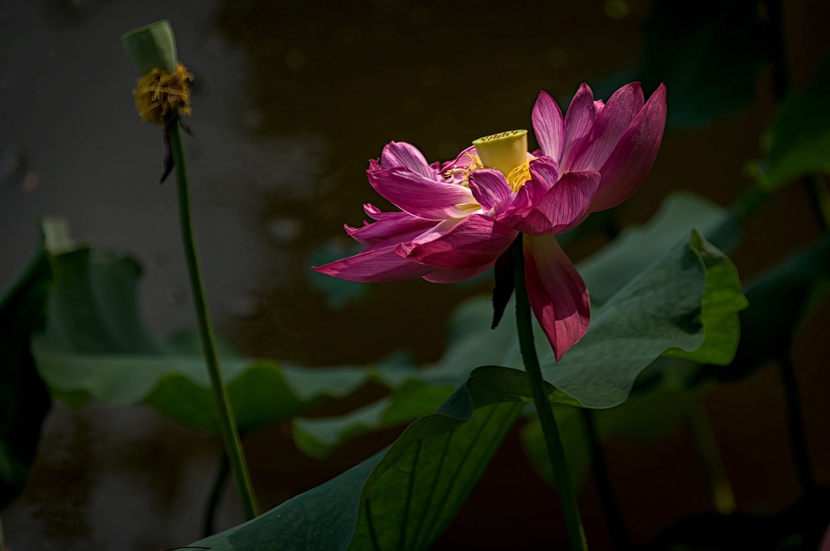 诗配画：赠荷花  李商隐 〔唐代〕