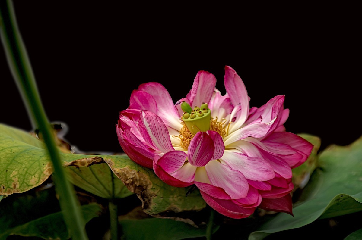 诗配画：赠荷花  李商隐 〔唐代〕