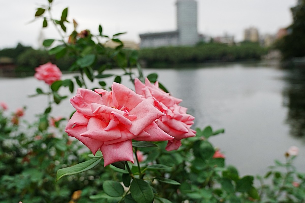 流花湖公园（15）