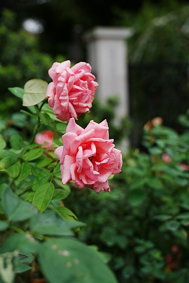 流花湖公园（15）