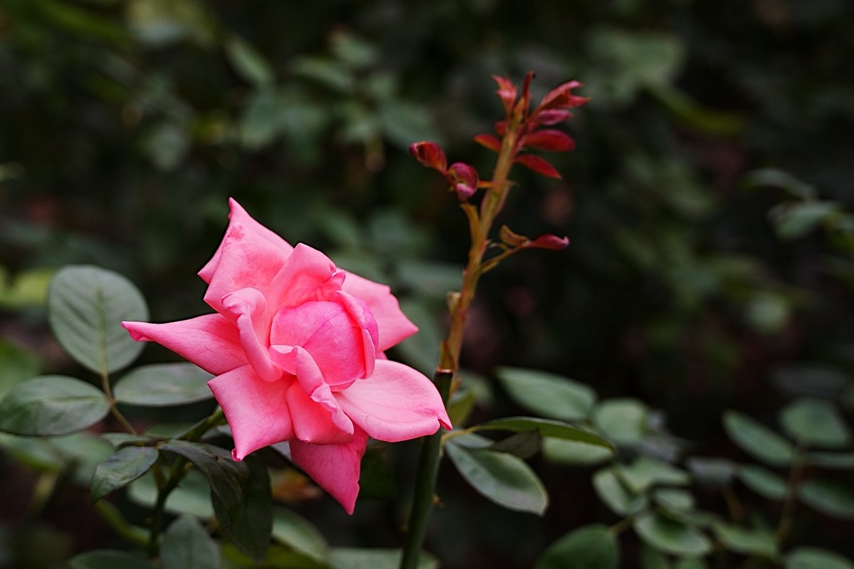 流花湖公园（15）