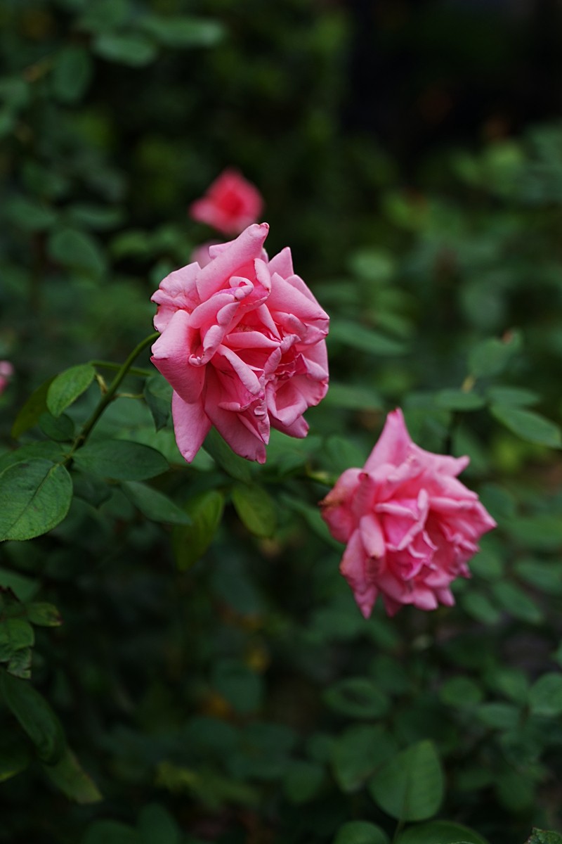 流花湖公园（15）