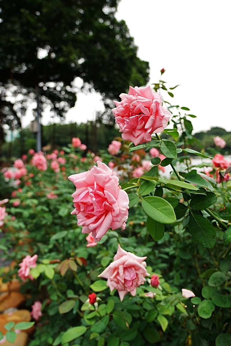 流花湖公园（15）