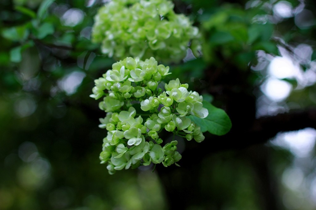 古典园林中的紫藤花开