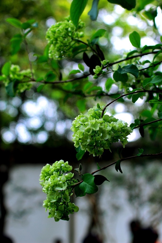 古典园林中的紫藤花开