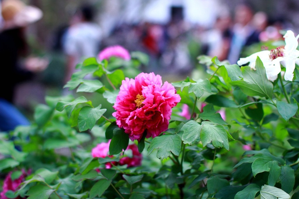 古典园林中的紫藤花开