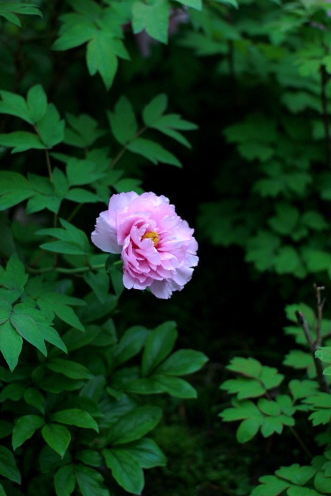 古典园林中的紫藤花开