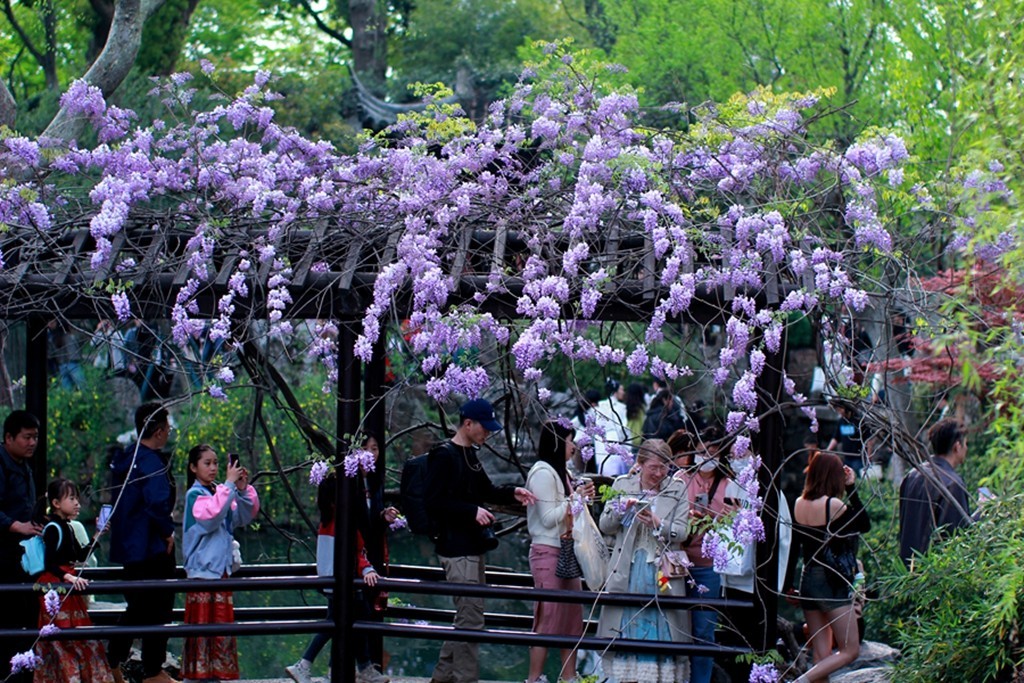 古典园林中的紫藤花开