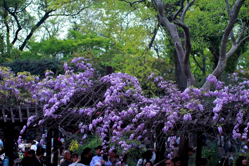 古典园林中的紫藤花开