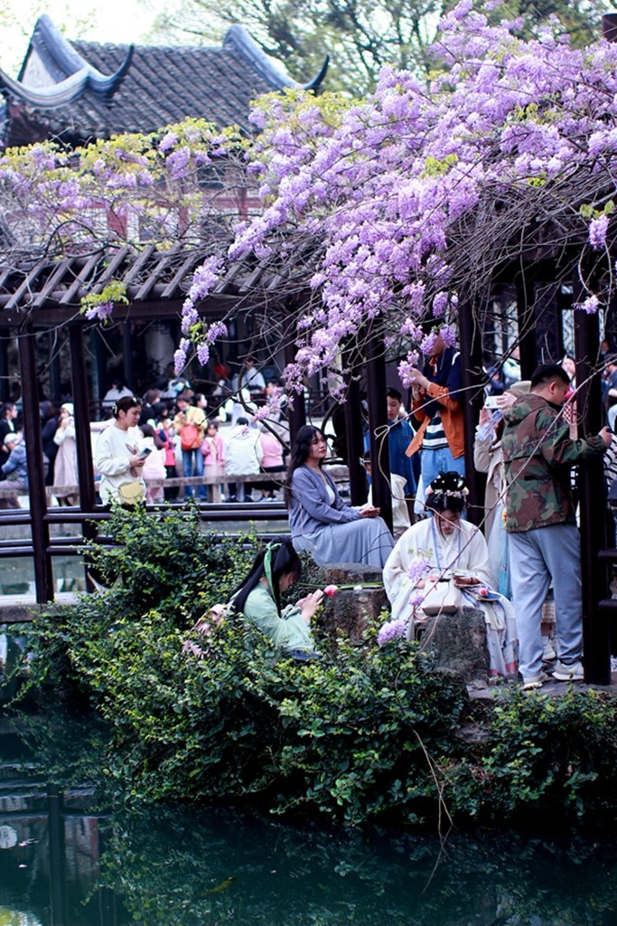 古典园林中的紫藤花开