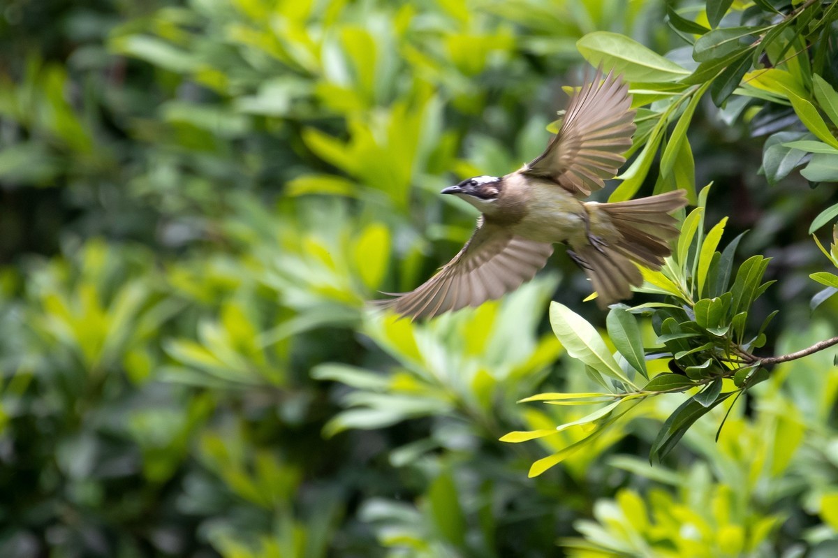 尼康D850+200-500拍的几种小鸟