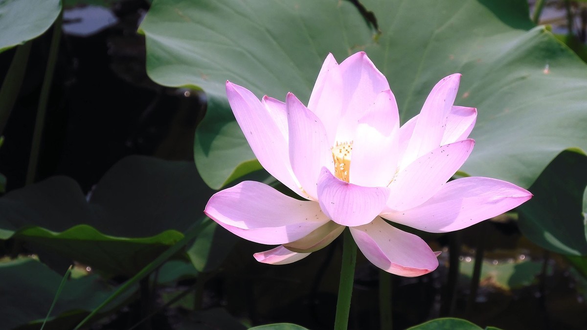 又到荷花开放时