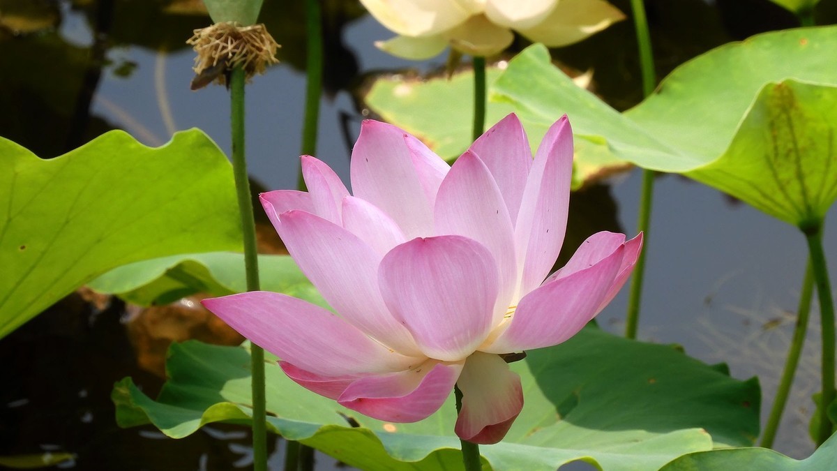 又到荷花开放时