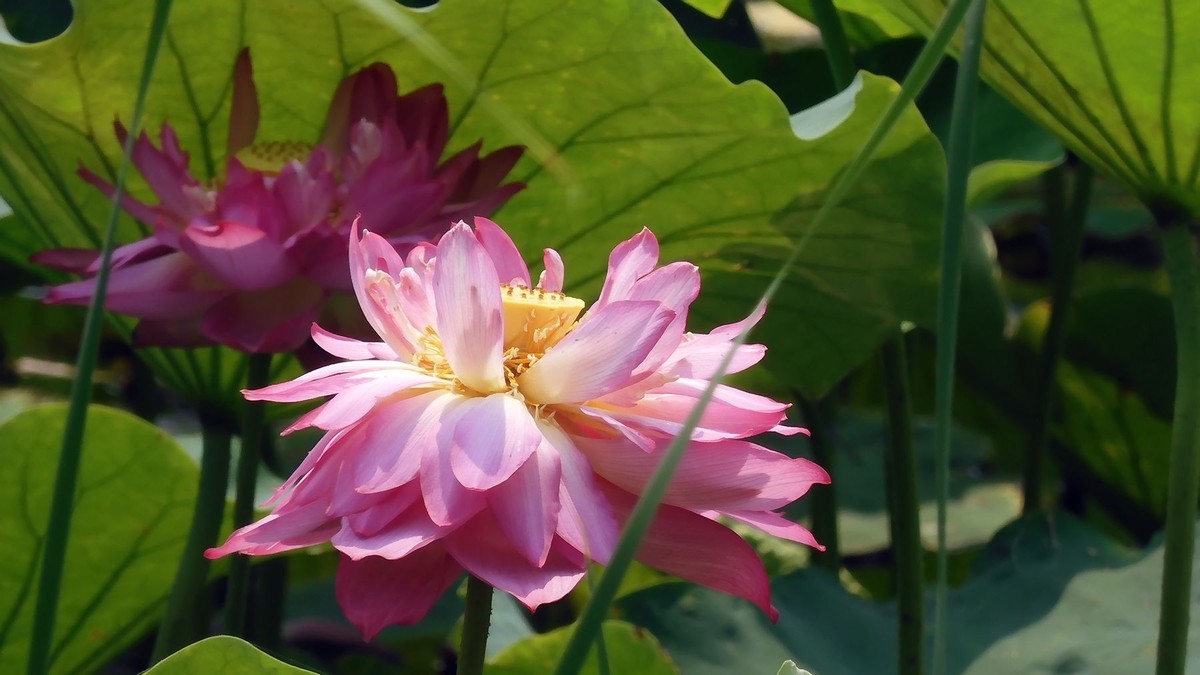 又到荷花开放时