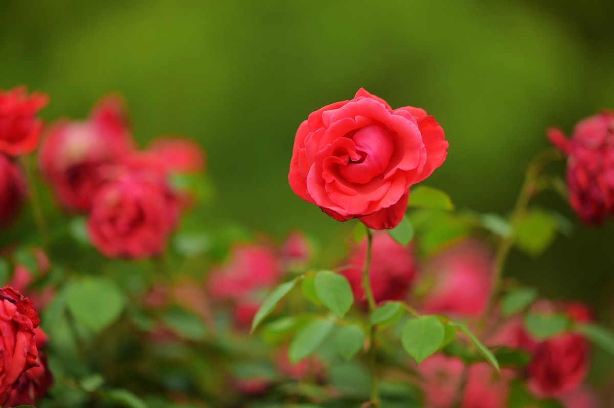 游宁国诚信园林月季园D4S+105 1.4E/ZF 50 1.2