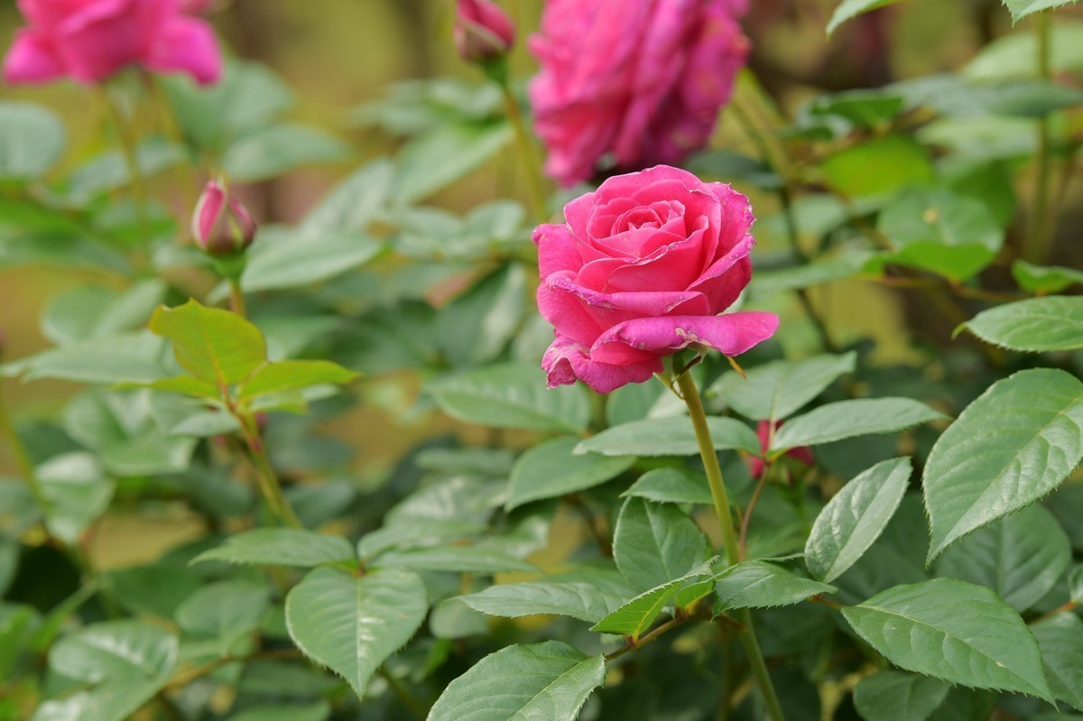 游宁国诚信园林月季园D4S+105 1.4E/ZF 50 1.2