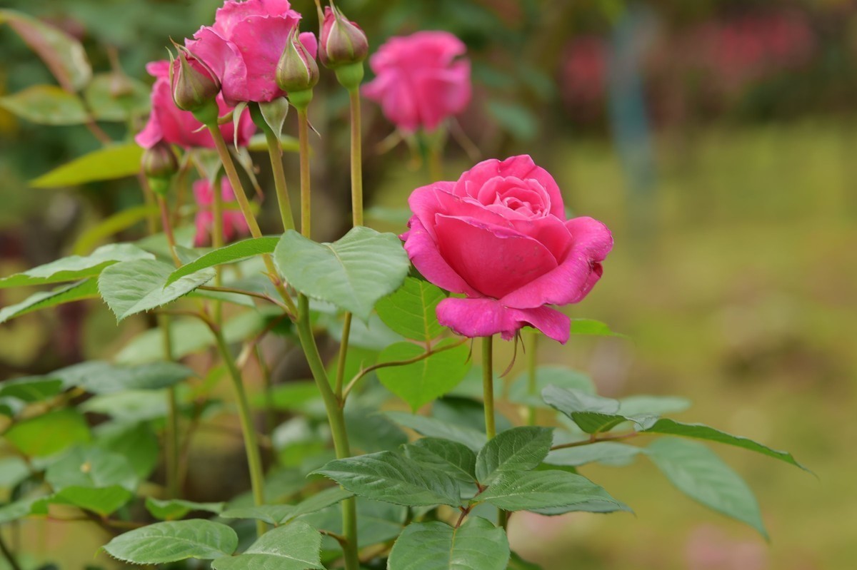 游宁国诚信园林月季园D4S+105 1.4E/ZF 50 1.2