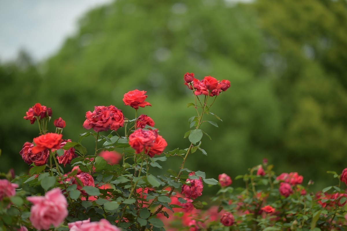 游宁国诚信园林月季园D4S+105 1.4E/ZF 50 1.2