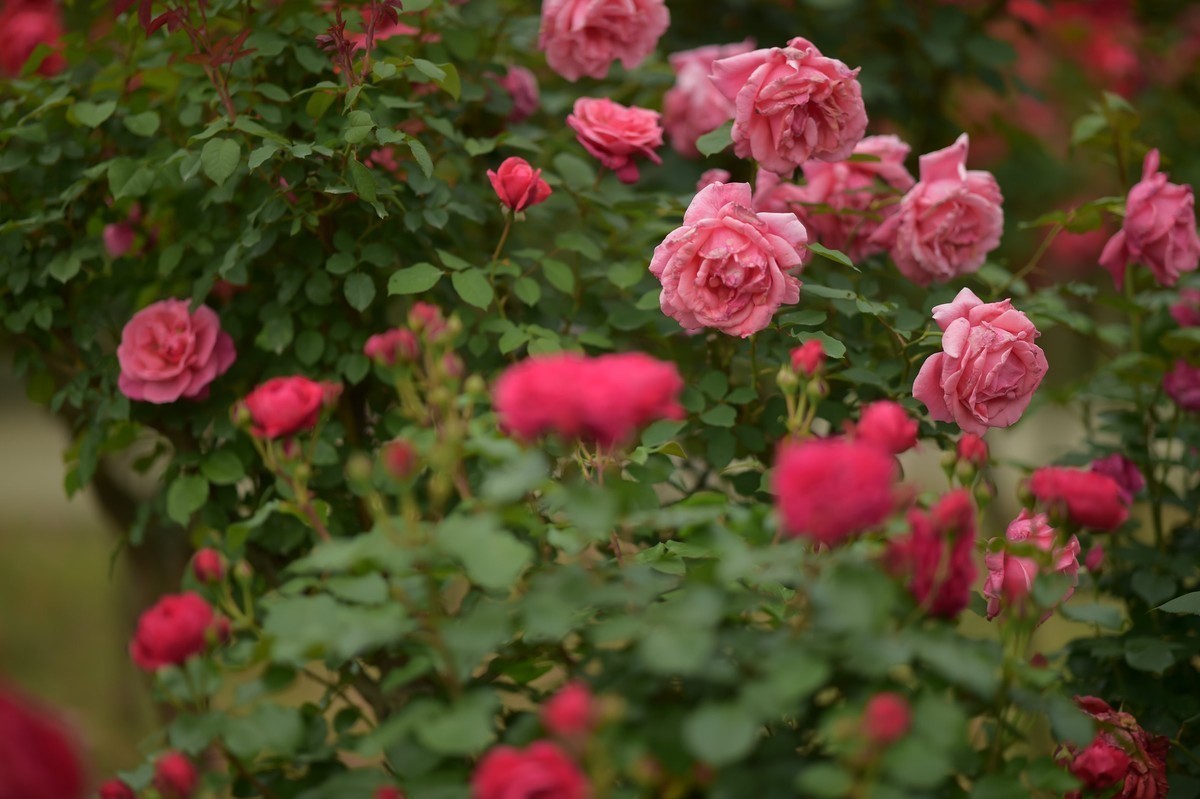 游宁国诚信园林月季园D4S+105 1.4E/ZF 50 1.2