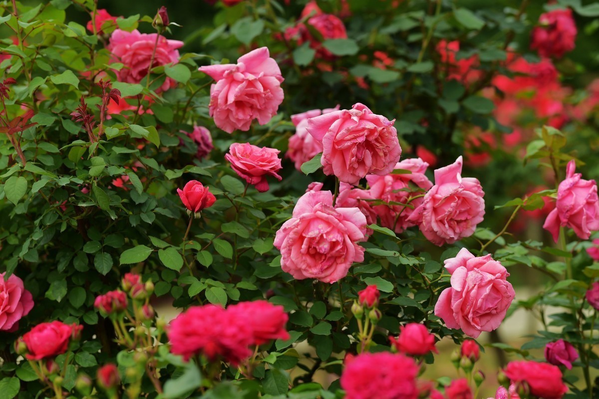 游宁国诚信园林月季园D4S+105 1.4E/ZF 50 1.2