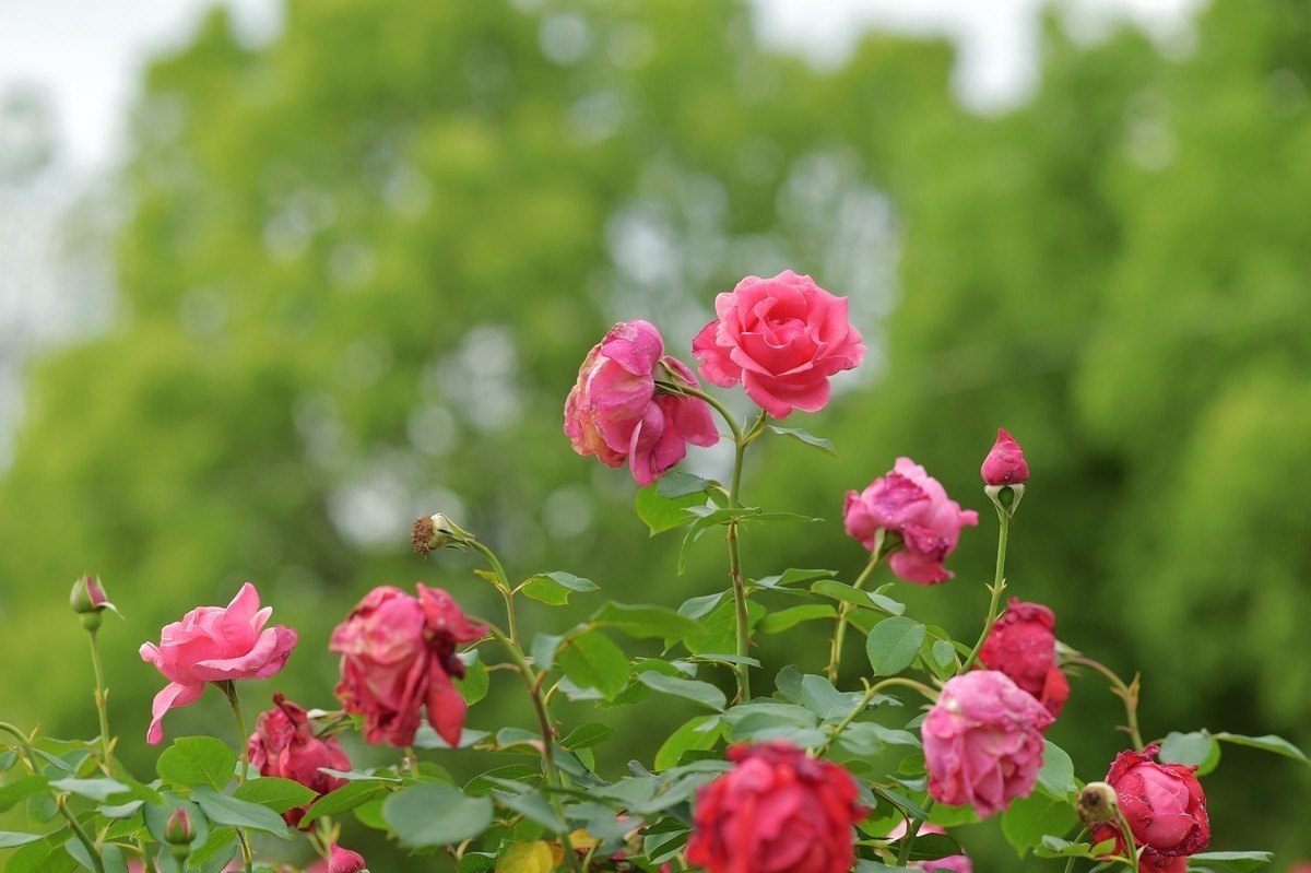 游宁国诚信园林月季园D4S+105 1.4E/ZF 50 1.2