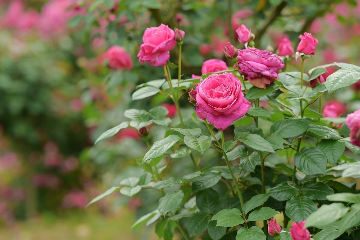 游宁国诚信园林月季园D4S+105 1.4E/ZF 50 1.2