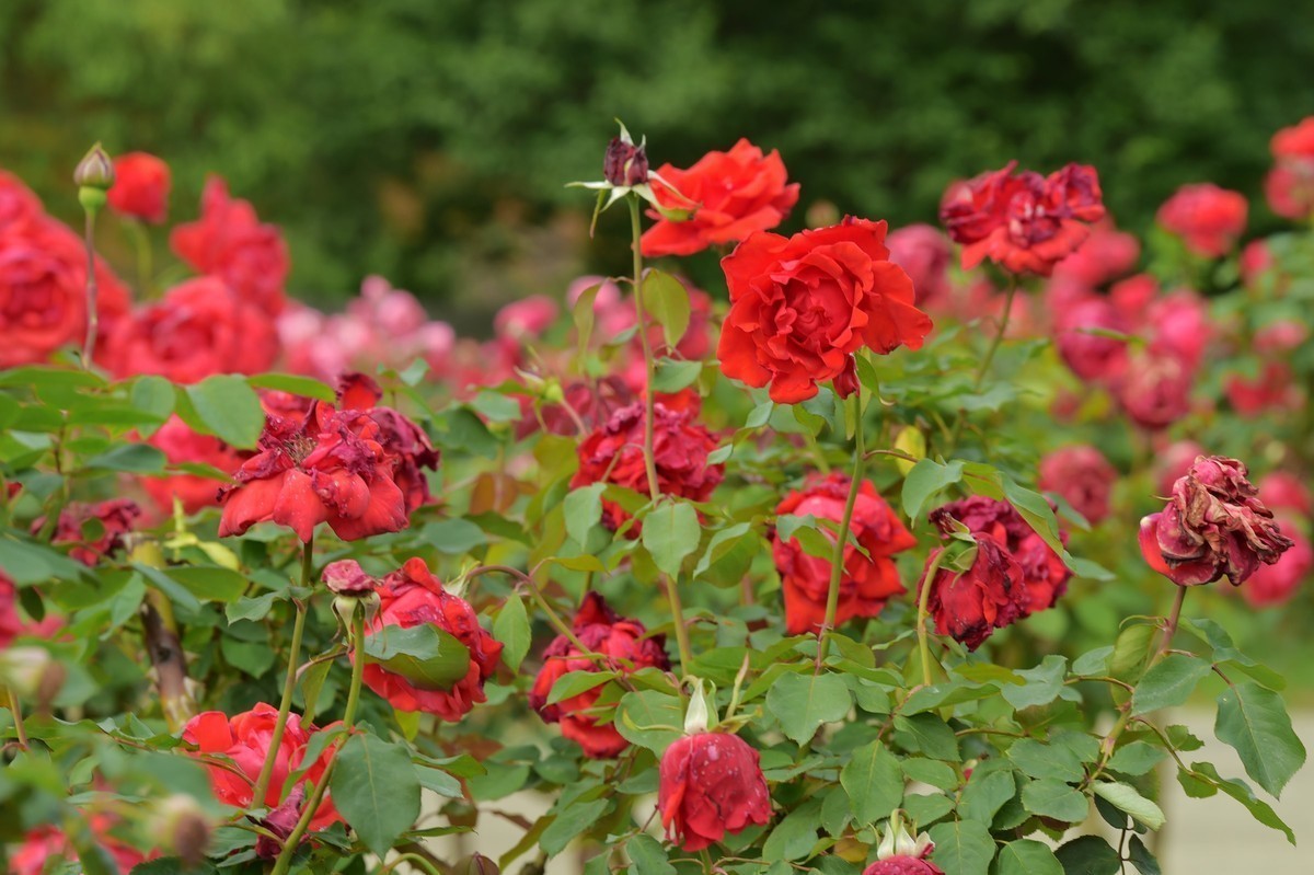 游宁国诚信园林月季园D4S+105 1.4E/ZF 50 1.2