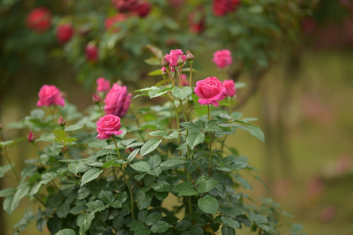 游宁国诚信园林月季园D4S+105 1.4E/ZF 50 1.2