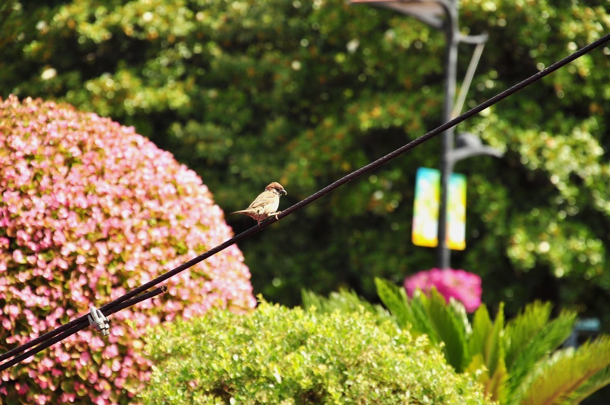 拿着相机继续扫街