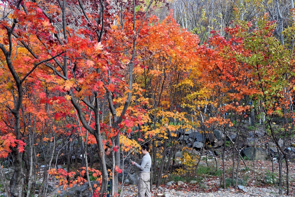 本溪湖里枫叶美