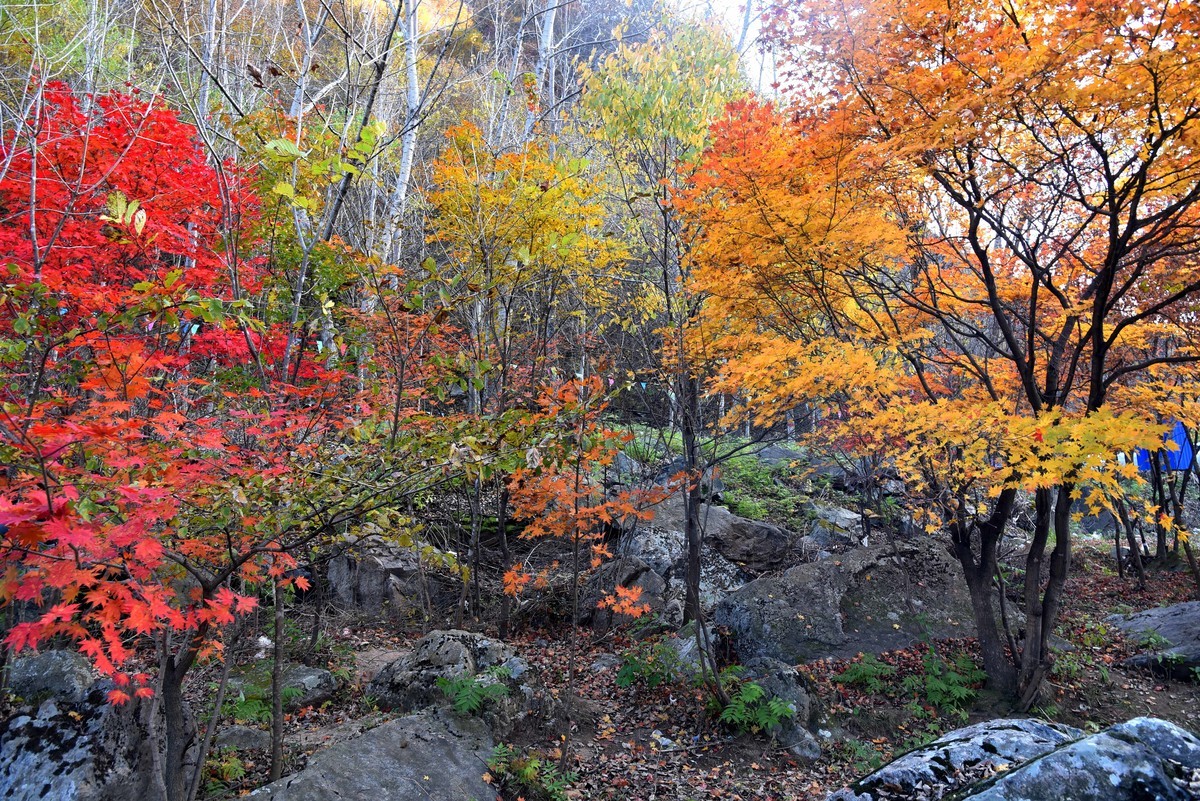 本溪湖里枫叶美