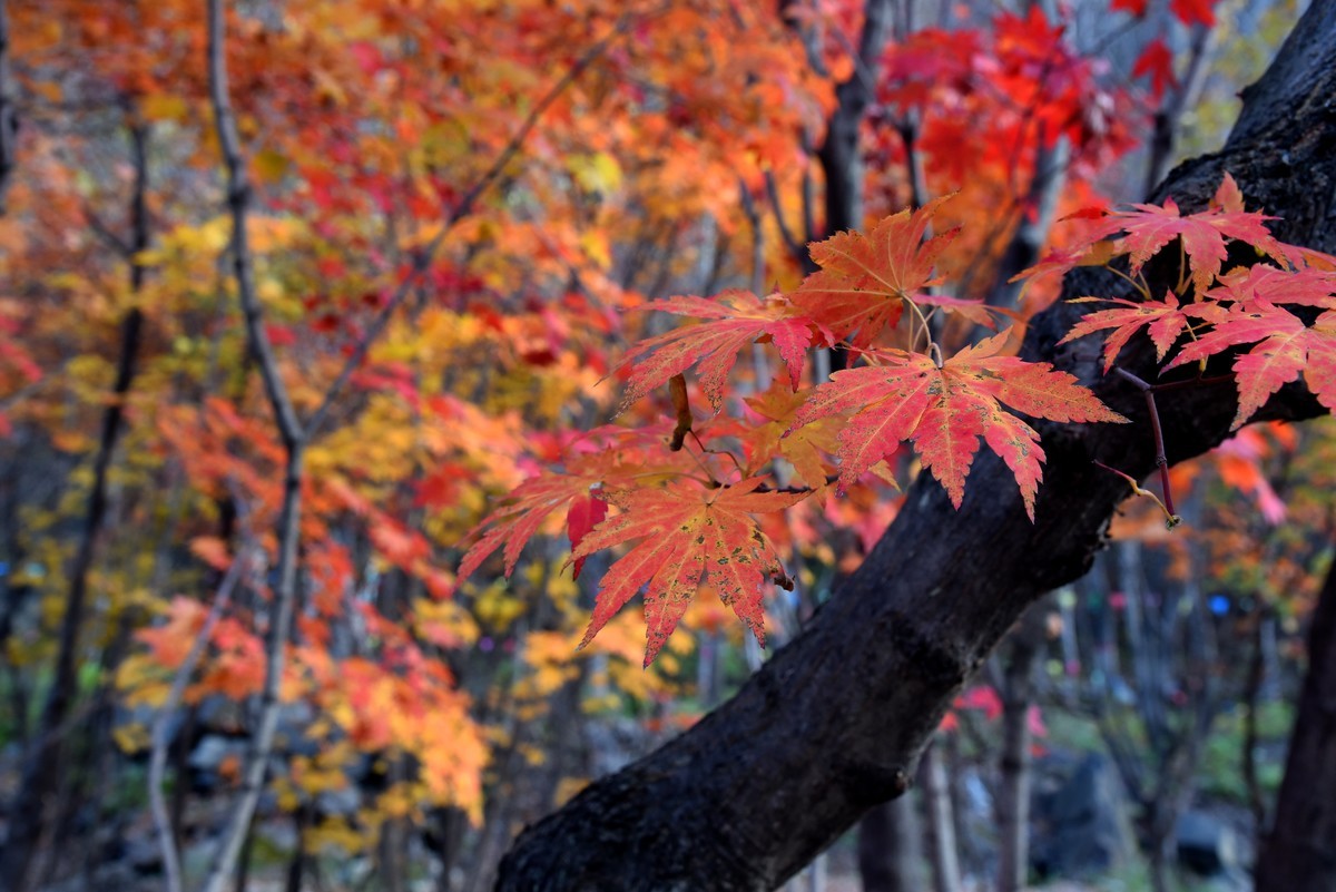 本溪湖里枫叶美