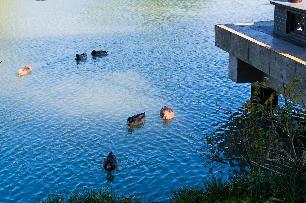 秋尽江南草未凋（扬州瘦西湖随拍）