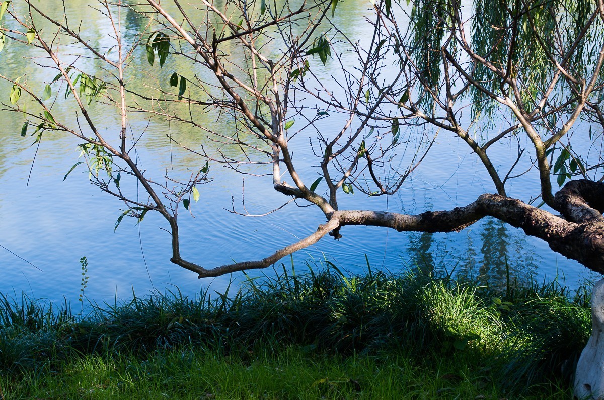 秋尽江南草未凋（扬州瘦西湖随拍）