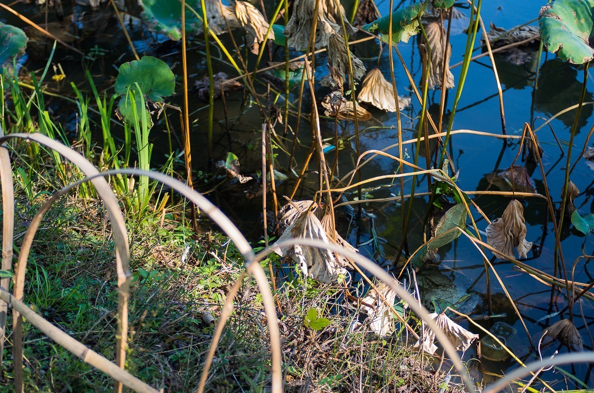 秋尽江南草未凋（扬州瘦西湖随拍）