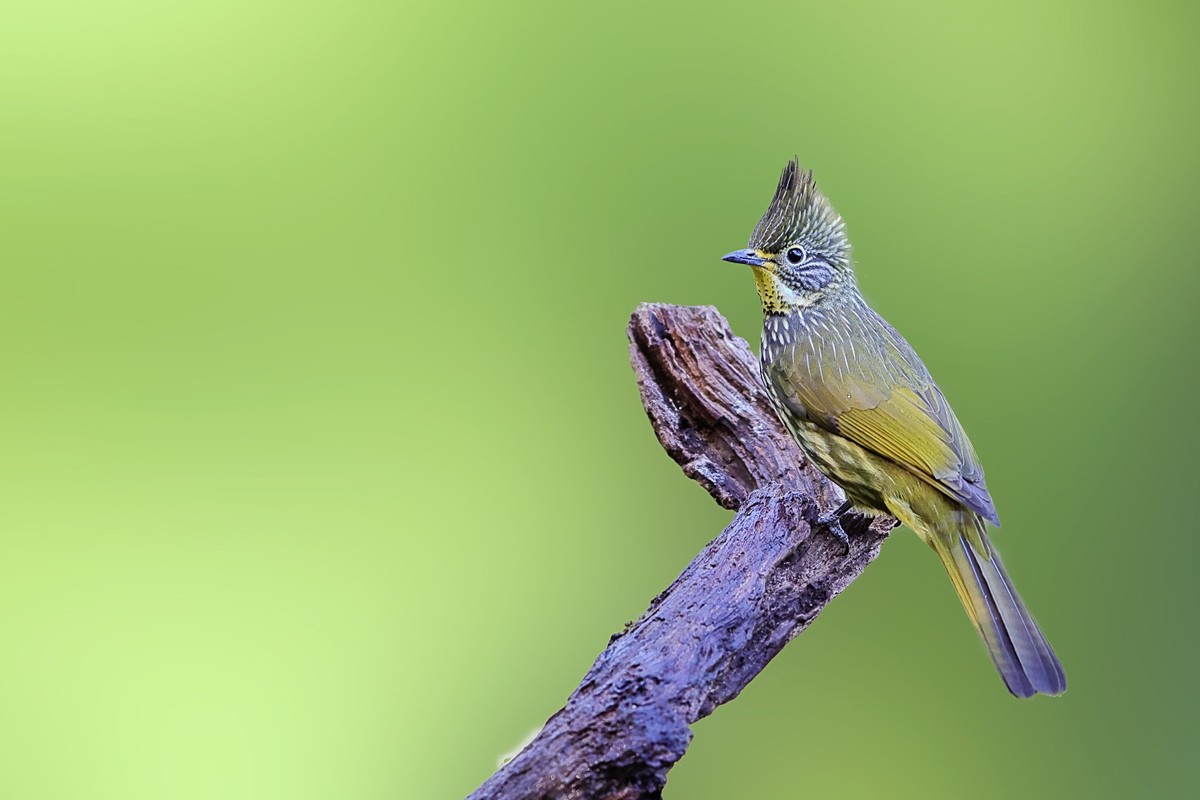祝你，春至有花，秋临有果。