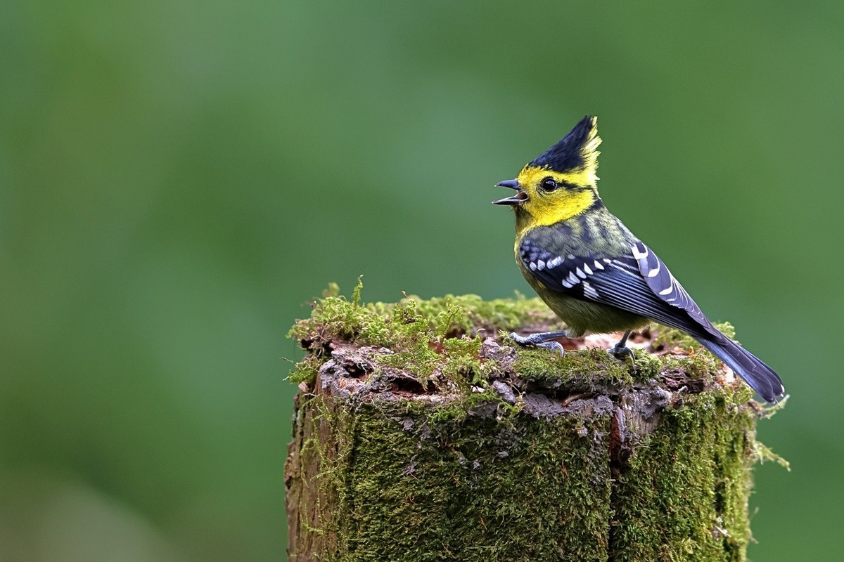祝你，春至有花，秋临有果。