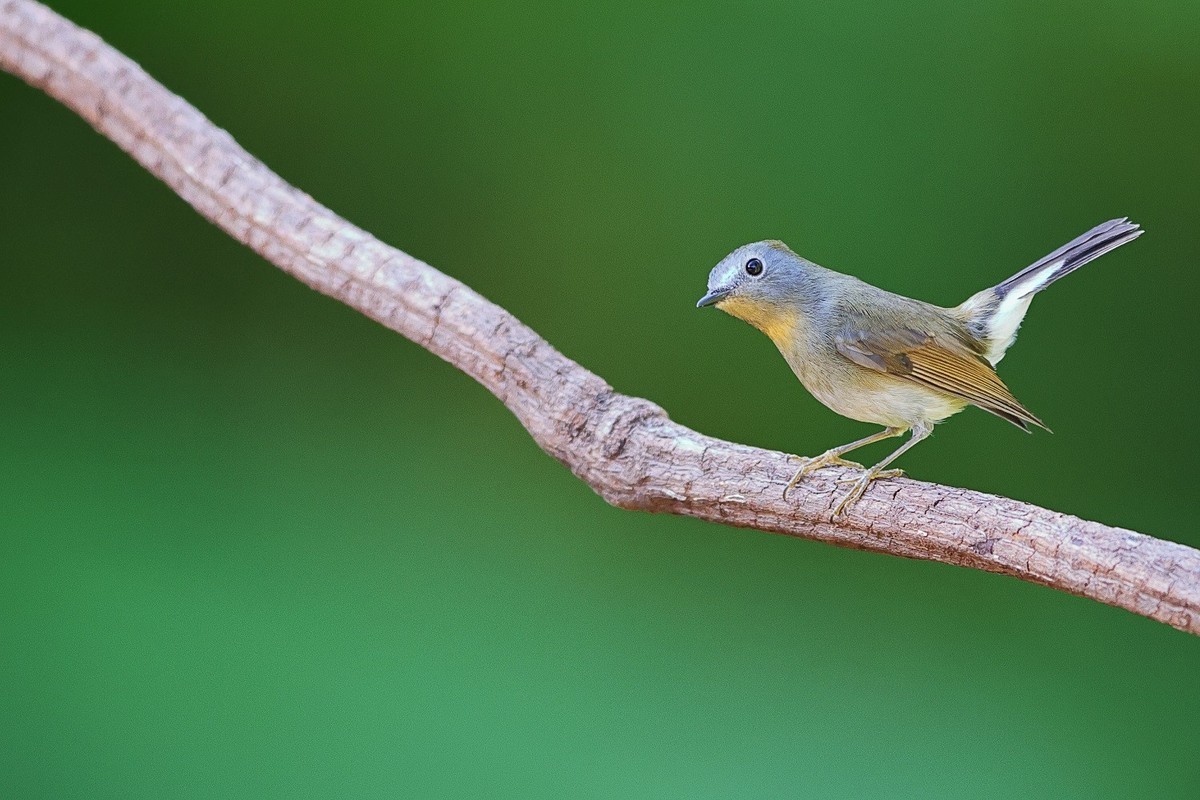 祝你，春至有花，秋临有果。